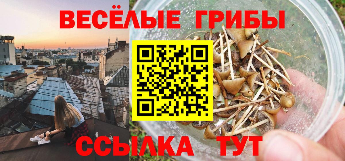 Кингисепп  Псилоцибиновые грибы прущие грибы  Вход с VPN 